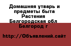 Домашняя утварь и предметы быта Растения. Белгородская обл.,Белгород г.